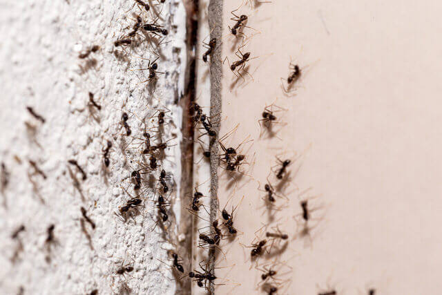 Ants Invading Bundaberg Property Up Wall