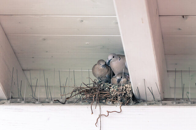Birds Nesting In Bundaberg Roof