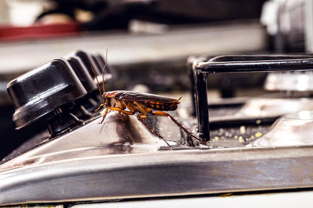 Cockroaches On Stovetop In Bundaberg Restaurant