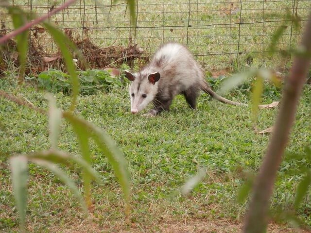 Possum Walking Through Bundaberg Garden