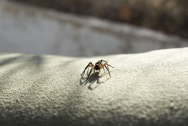 Spider Infestation In Bundaberg House