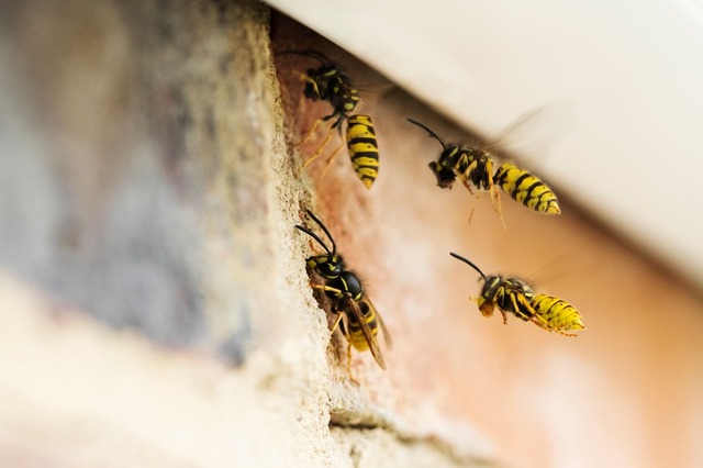 Wasps Nesting In Bundaberg Roof