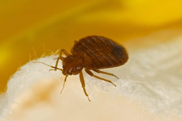 Fleas Found In House In Bundaberg